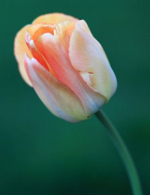 Tulip #2 - May 10