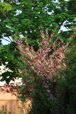 Pathway Blossom - May 16