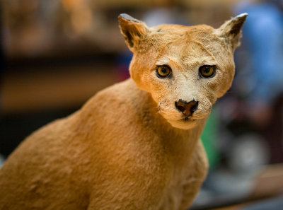 Cougar