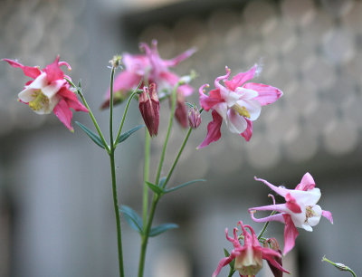 Marilyn's Garden - June 7