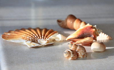 Shells on counter - July 13