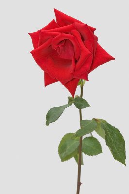 Rose - July 18