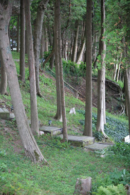 Cedar view - July 19