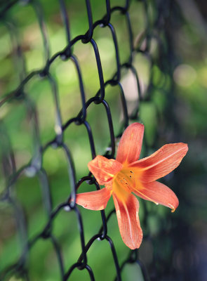 On the Fence - July 20