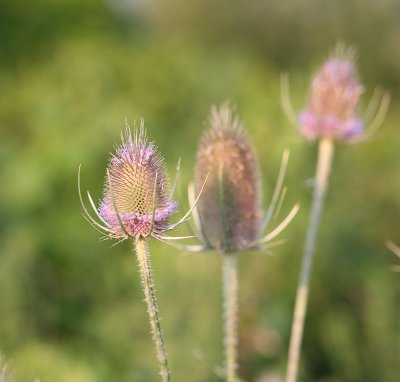 Thorn - July 26