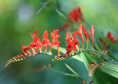 Amazing Garden - July 28