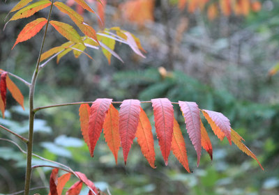 Sign of Fall - September 19
