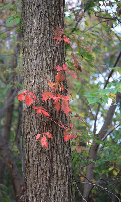 Fall - September 28