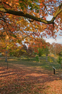 Waterloo Park #2 - October 6