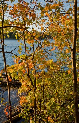Laurel Creek Colours - October 2
