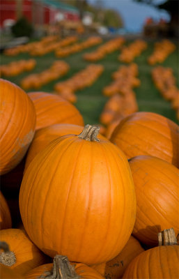 Fall Bounty - October 14