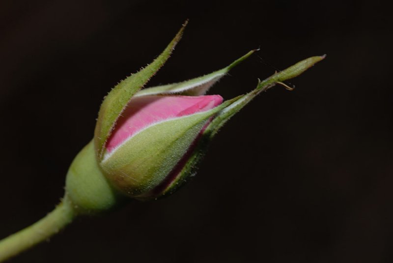 04052007-007.jpg