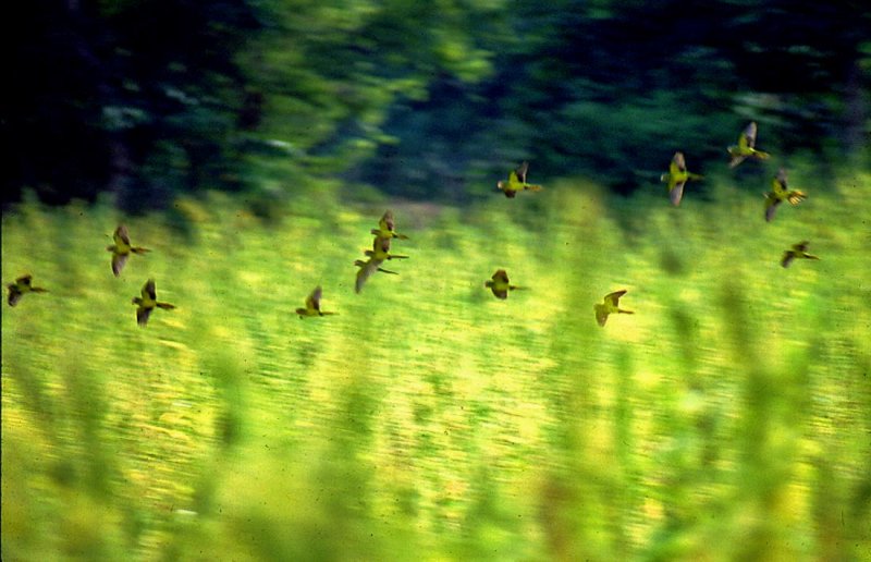 parrots in a seseame field