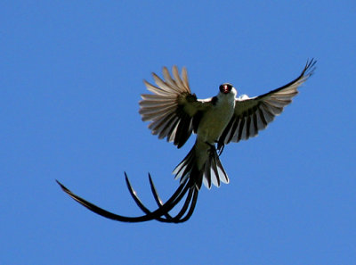 Pintailed Whydah