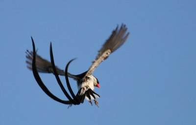 Pintailed Whydah