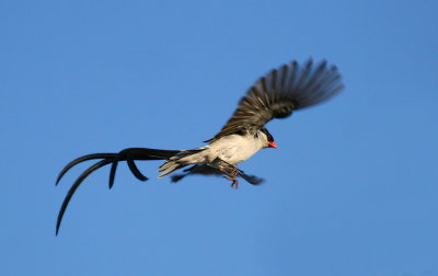 Pintailed Whydah