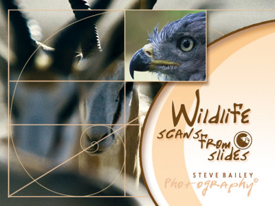 Wildlife ( scans from Slides )