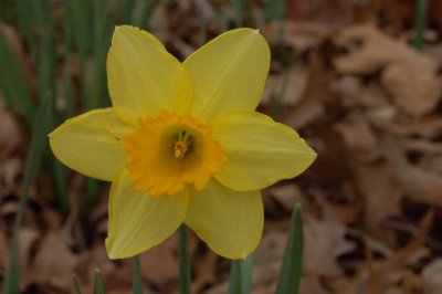 Lee's Garden, 2-28-2006 (162402)