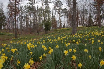 Lee's Garden, 2-28-2006 (162451)