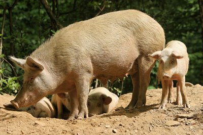 Dcouverte de la Castaniccia - Les fameux cochons Corses qui vivent en libert !