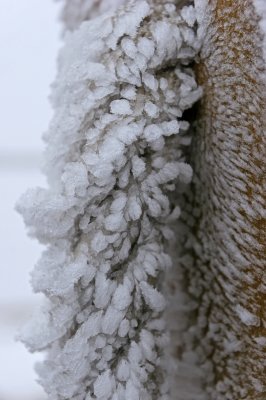 Fleurs de glace au sommet du puy Pariou