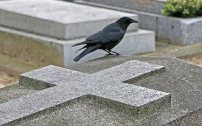 Dans le cimetire de Montparnasse