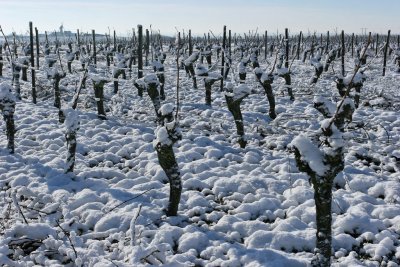 La rgion des Coteaux du Layon sous la neige en mars 2006 (Anjou)