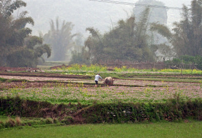 Balade  vlo dans la campagne chinoise autour de Yangshuo, et dcouverte d'un march typique