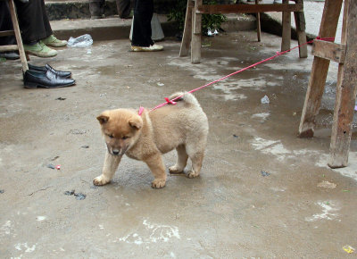 Un march typique d'un petit village de la  rgion de Yangshuo