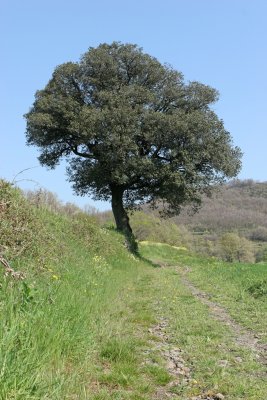 Vacances dans le Languedoc- Promenade près de Lodève