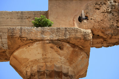 Temple de Selinunte