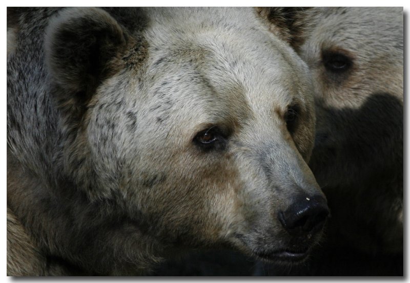 Bear eye1089.jpg