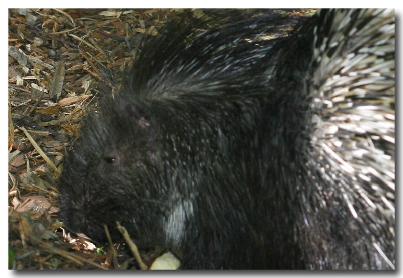 Porcupine.jpg