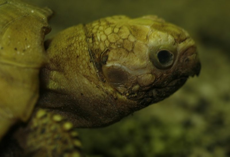 Turtle 0990.jpg