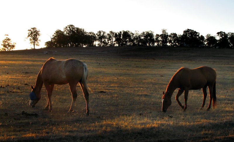 Grazing Horses