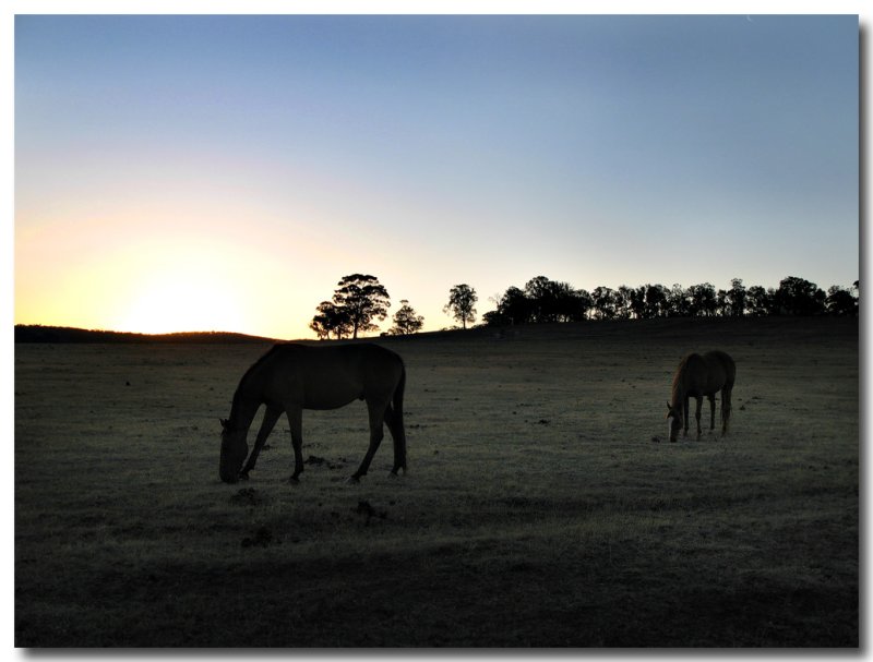 Horse Stud