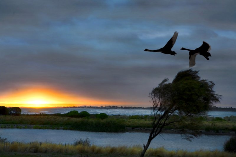 Swan Sunset