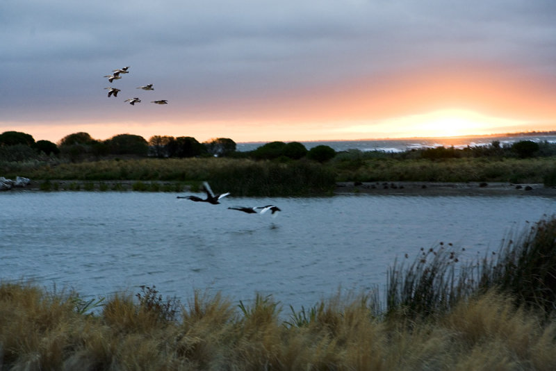 Swans and Pelicans