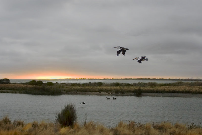 Hobsons Bay Wetlands