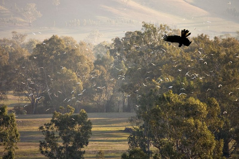 Black Cockatoo and Sulphur Crested White Cockatoos
