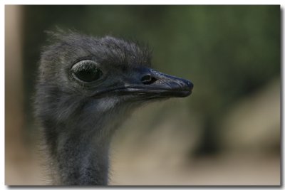 EMU_1053.jpg