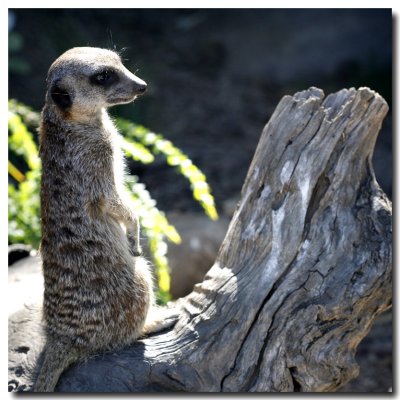 Meerkat.jpg
