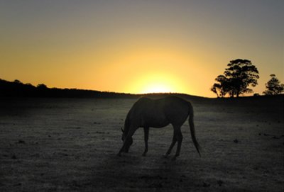 Horse Sunset_0761.jpg