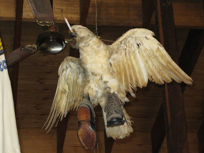 Cocky in Boots