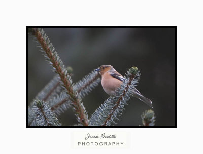 Chaffinch