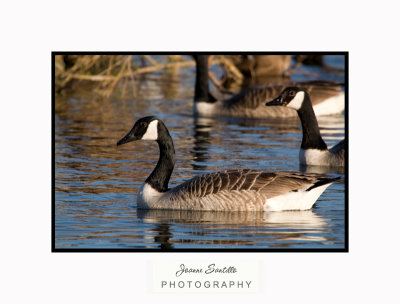 Canada Geese