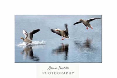 Greylag geese - The Landing