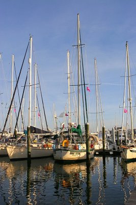 Dog Star at Bluewater Marina
