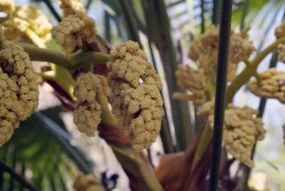 palm bloom.JPG