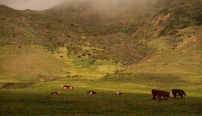 Bucolic landscape,cows are happy too